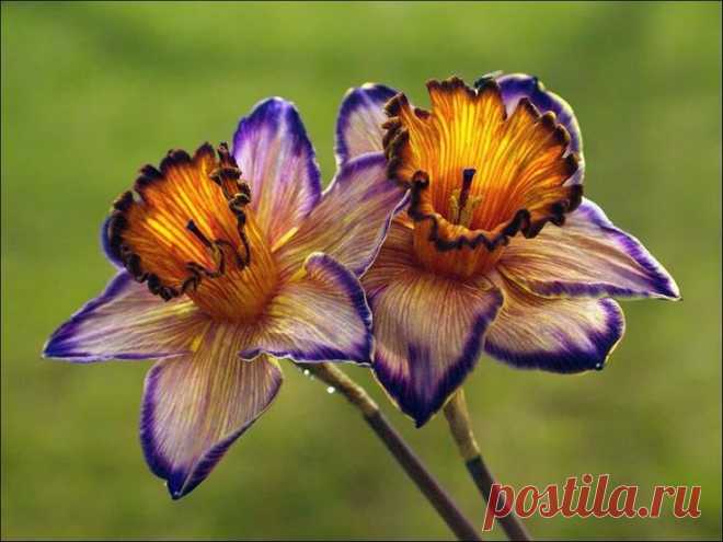Dragon Daffodils | Flowers