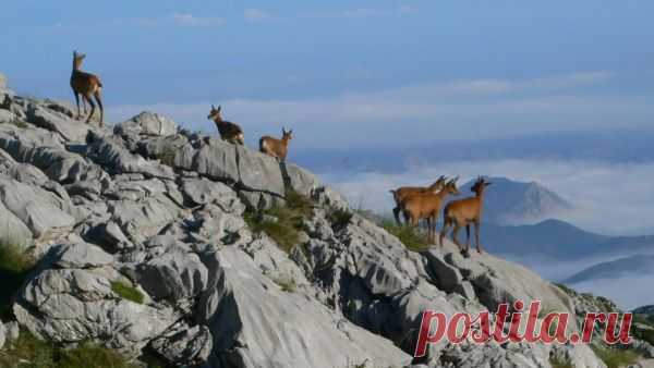 флора и фауна россии – Google Поиск