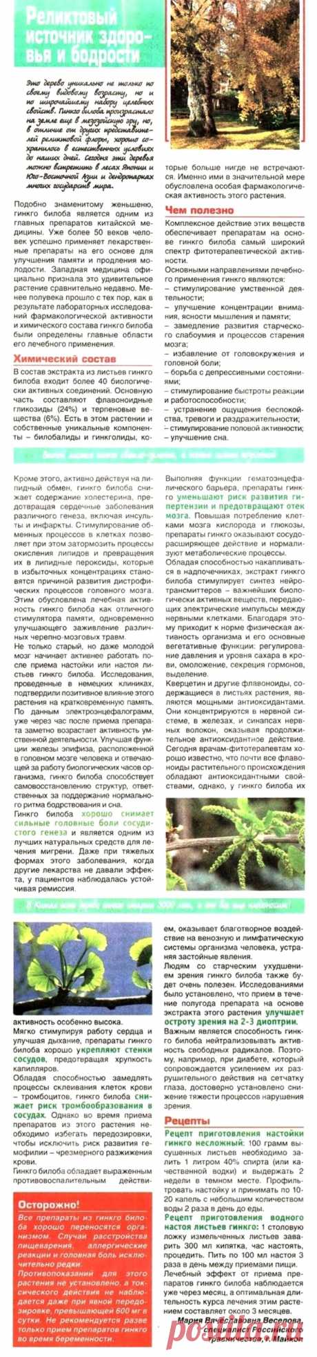 Гинкго билоба - реликтовый источник здоровья и бодрости