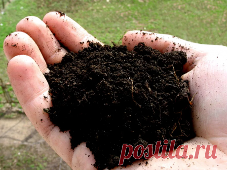 Боремся с заразой просто и быстро. Рассказываю, чем я поливаю грядки осенью, чтобы летом забыть о фитофторе. | LIFESTYLE | Яндекс Дзен