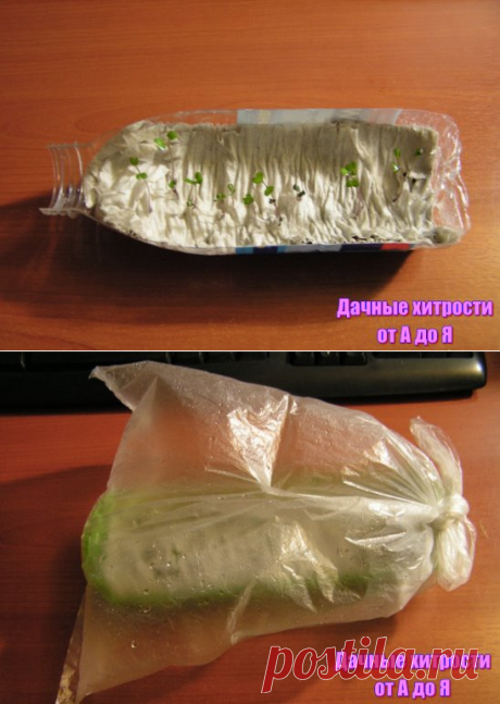 Как просто вырастить рассаду