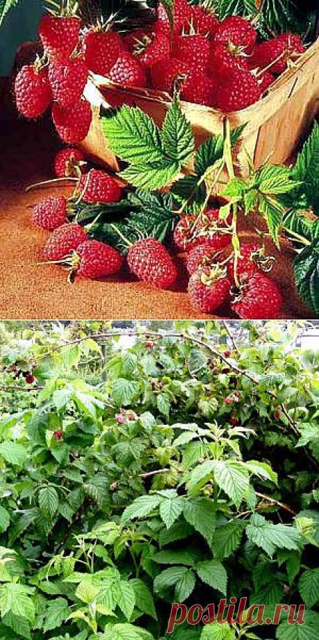 Секреты высокой урожайности малины, выращивание малиный - Чудо-огород