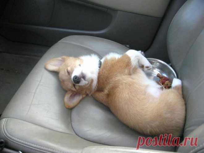 Забавные первые разы из жизни милых щенков