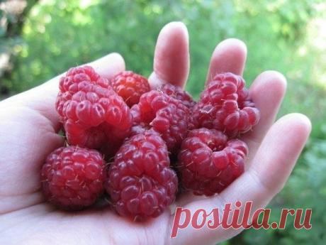 Чтобы в ягодах малины не было червей. - Садоводка