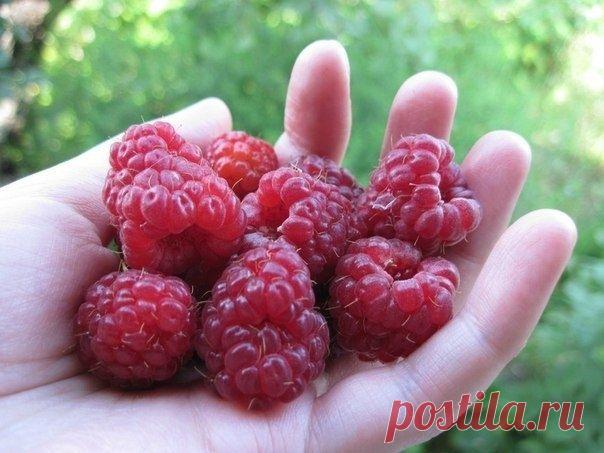 Чтобы в ягодах малины не было червей. - Садоводка