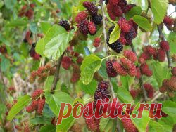 Шелковица (тутовое дерево)