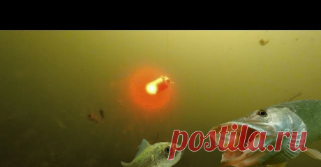 Мигалка - РАБОТАЕТ! Атака щуки на живца! Подводная съемка - видео онлайн. Сайт Новосибирских рыбаков Видео: Мигалка - РАБОТАЕТ! Атака щуки на живца! Подводная съемка -  бесплатно. Рубрика: Подводные съемки. Добавлено пользователем rybakk в 2018 году. Итак, сегодня добиваем тему про мигалку. После двух роликов про мигалку, меня стали просить снять мигалку в сочетании с живцом. Какая