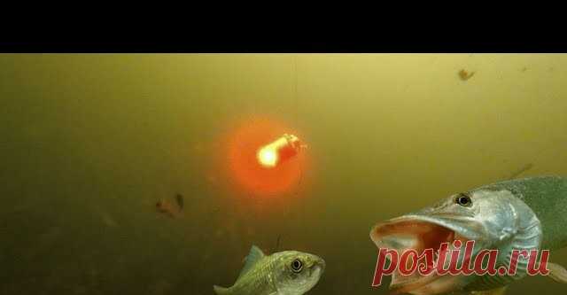 Мигалка - РАБОТАЕТ! Атака щуки на живца! Подводная съемка - видео онлайн. Сайт Новосибирских рыбаков Видео: Мигалка - РАБОТАЕТ! Атака щуки на живца! Подводная съемка -  бесплатно. Рубрика: Подводные съемки. Добавлено пользователем rybakk в 2018 году. Итак, сегодня добиваем тему про мигалку. После двух роликов про мигалку, меня стали просить снять мигалку в сочетании с живцом. Какая