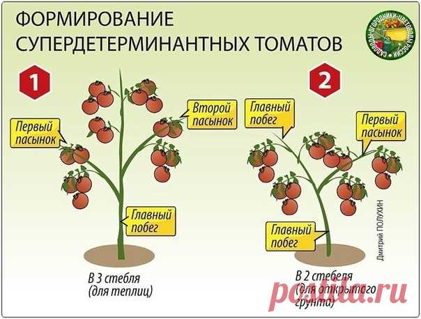 Формирование супердетерминантных томатов