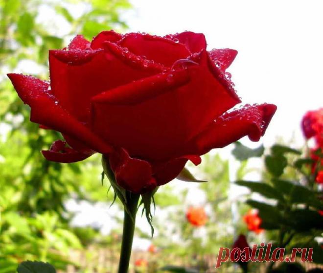 если побрызгать на розу из пульверизатора, то так не получится - на розе утренняя роса...