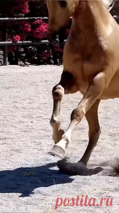 Весёлая нарезка