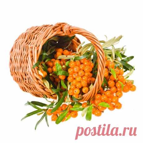 Способы заготовки облепихи — 6 соток