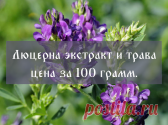 Люцерна купить оптом и в розницу, экстракт и трава — Золотая горка ...