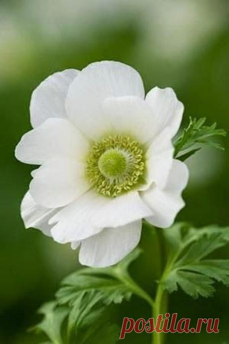 White anemone