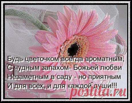 Будь цветочком всегда ароматным... https://www.rodoswet.ru/