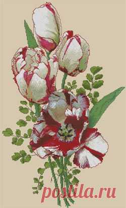 Красно-белые тюльпаны