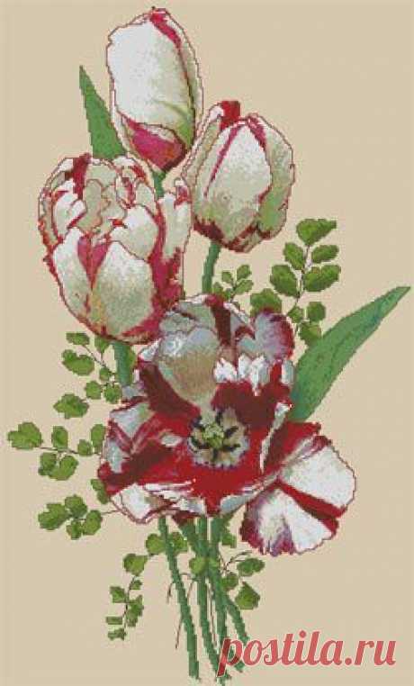 Красно-белые тюльпаны