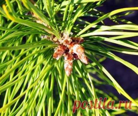 Лечебные свойства сосновых почек, применение сосновых почек в народной медицине