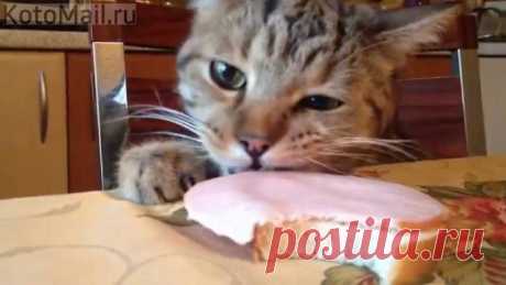 Кот , который ест колбасу- злым не бывает)
