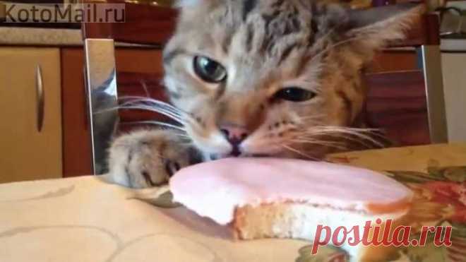 Кот , который ест колбасу- злым не бывает)