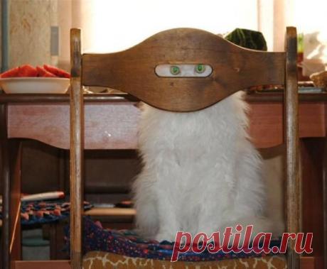 Фотогалерея: Коши думают, что их никто не видит