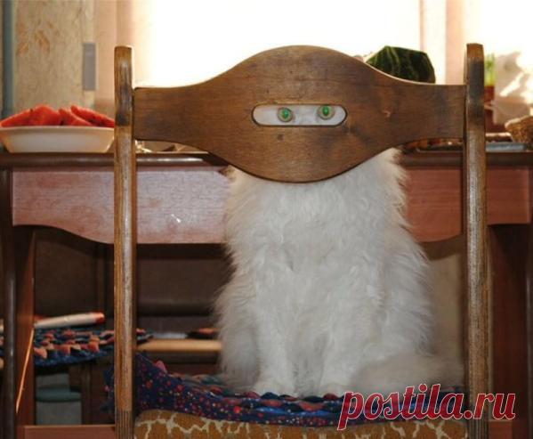 Фотогалерея: Коши думают, что их никто не видит