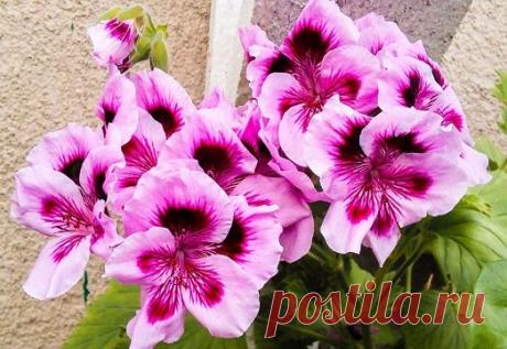 Как вырастить красивую герань в домашних условиях?