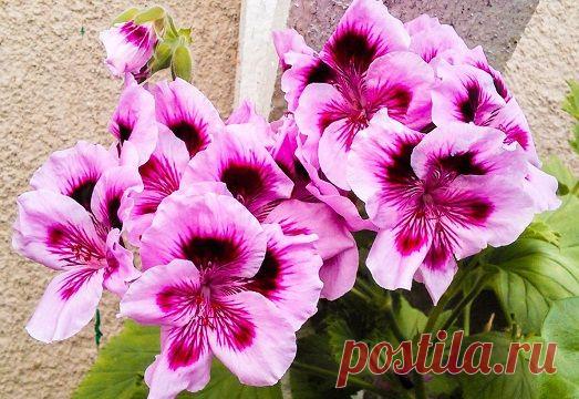 Как вырастить красивую герань в домашних условиях?