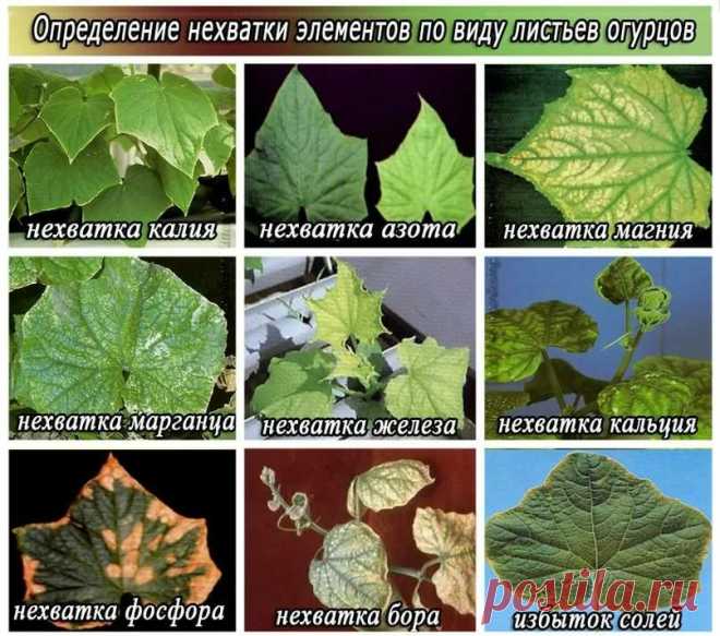 болезни огурцов описание с фотографиями и способы лечения: 2 тыс изображений найдено в Яндекс.Картинках
