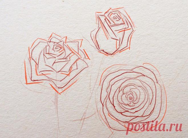 Как нарисовать розу поэтапно карандашом для начинающих