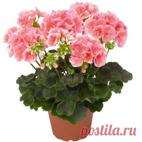 Герань для души и для тела