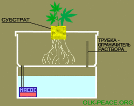 Результат поиска Google для https://favorite003.more-flowers.ru/wp-content/uploads/2014/03/vyrashchivanie-shchavelya-v-domashnih-usloviyah-na-gidroponike-7.jpg