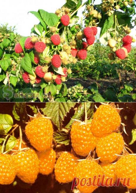 Секреты опытных садоводов. Малина.