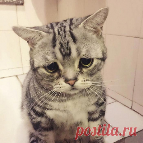 Луху — самая грустная кошка, чей несчастный вид разобьёт вам сердце