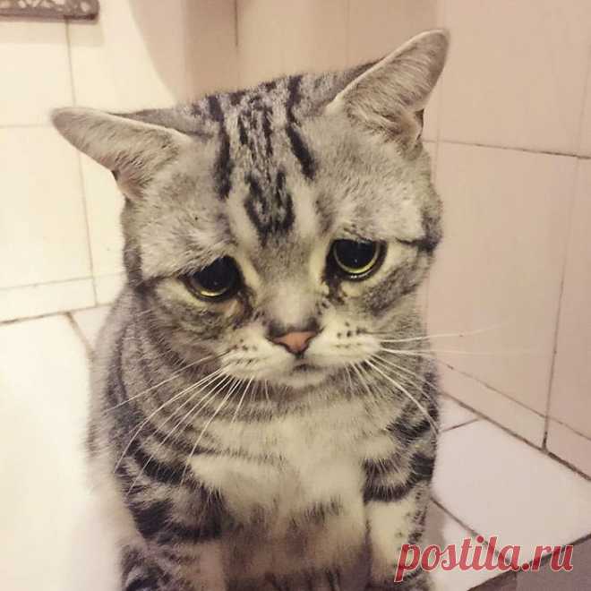 Луху — самая грустная кошка, чей несчастный вид разобьёт вам сердце