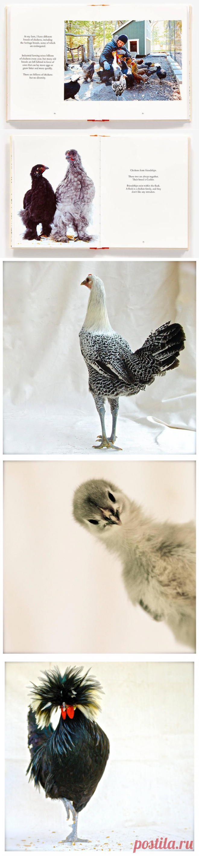 Изабелла Росселлини написала книгу о своих цыплятах - Экологический дайджест FacePla.net