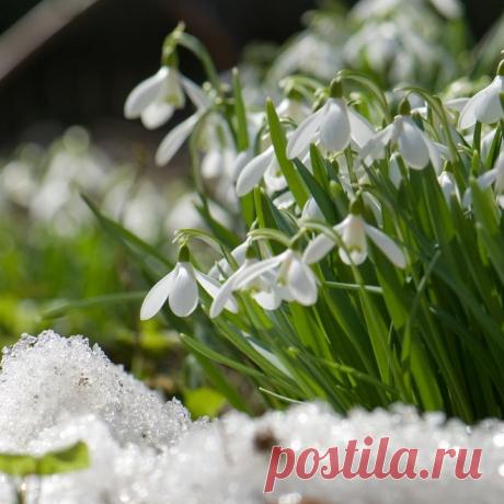 8 красивых растений, цветущих в марте | Дизайн участка (Огород.ru)