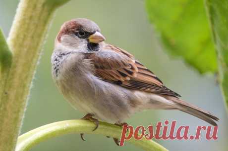 Интересные факты о тех, кто всегда рядом: о воробьях!