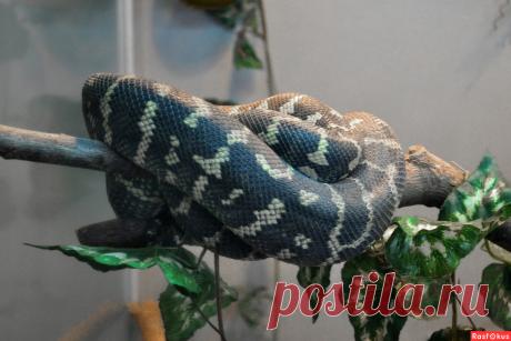 Фото: И никакой порнографии!. Николай Попов. Фото животных - Фото и фотограф на Расфокусе.