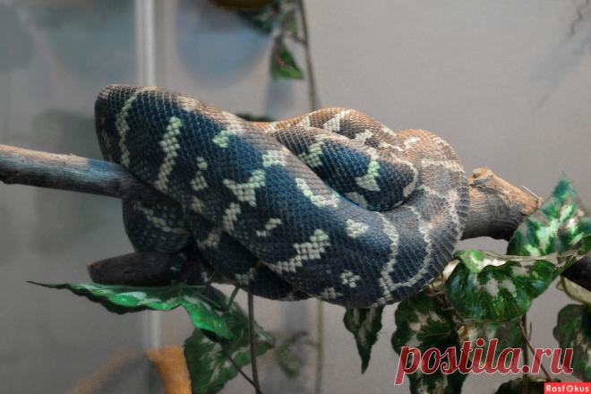 Фото: И никакой порнографии!. Николай Попов. Фото животных - Фото и фотограф на Расфокусе.