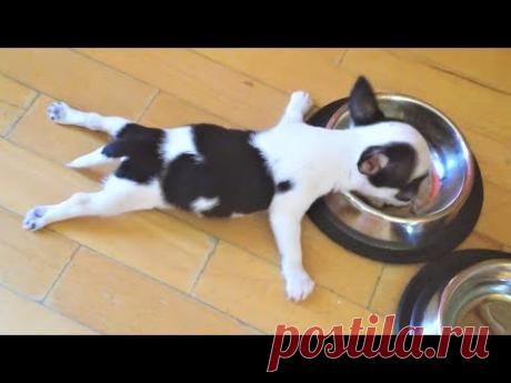 САМЫЕ СМЕШНЫЕ ЖИВОТНЫЕ / ПРИКОЛЫ С КОТАМИ И СОБАКАМИ 2021 #2