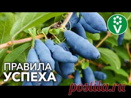 ЯГОДА ВЕЧНОЙ МОЛОДОСТИ - ЖИМОЛОСТЬ. Золотые правила успешного выращивания