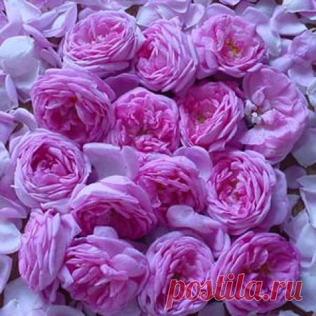 Из розы чайной ешь варенье, и наступит исцеленье.. Рецепт c фото, мы подскажем, как приготовить!