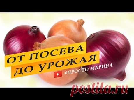 Лук из семян. Выращивание лука от посева до уборки урожая.