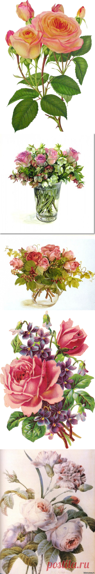 Коллекция картинок "РОЗЫ "