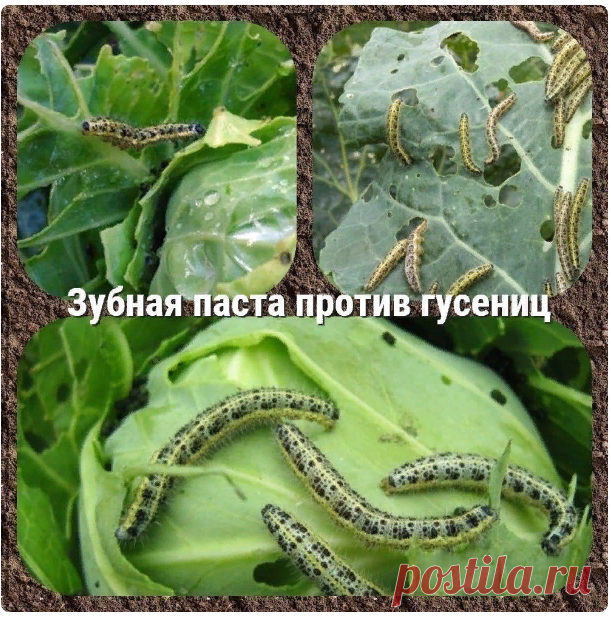 Светлана Федорова