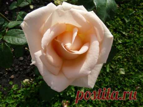 Роза