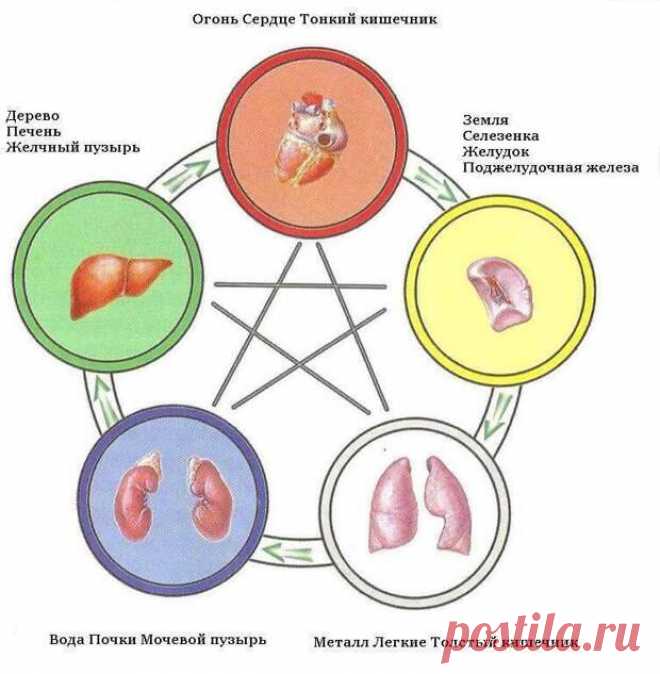 Связь внутренних органов и психосоматических заболеваний 
Многие психологические проблемы и соматические заболевания взаимосвязаны и могут зависеть от состояния внутренних органов. Cостояние внутренних органов может формировать у человека определённые черты…