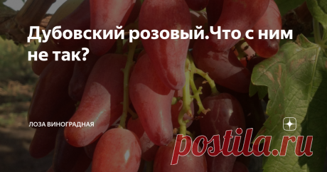 Дубовский розовый.Что с ним не так? Дубовский розовый,виноград,который прошел путь каждой виноградной новинки, восходящей на виноградный "олимп".Я не собиралась писать об этой форме пока не испытаю на своем участке и не получу первый полноценный урожай,но наблюдение за кустом уже дало некоторое представление об этом винограде,а тут еще такие противоречивые мнения виноградарей  подтолкнуло написать эту статью. Посадить или не
