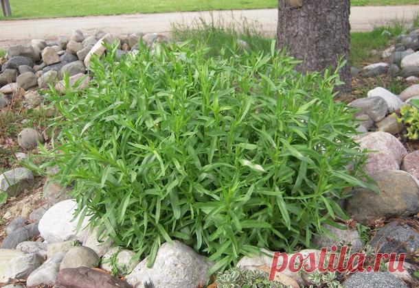 Выращивание пряных трав на огороде дачи: фото, названия и описания